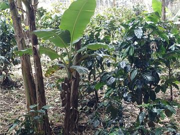 SE VENDE PARCELA 2.000 MTS2 EN LOMA DE LÚLIGO POR LA ENTRADA VEREDA CALIBIO A UN KM DE LA VIA PRINCIPAL PANAMERICANA POPAYAN CALI