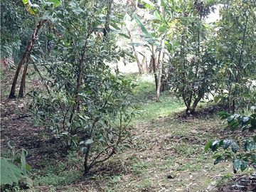 SE VENDE PARCELA 2.000 MTS2 EN LOMA DE LÚLIGO POR LA ENTRADA VEREDA CALIBIO A UN KM DE LA VIA PRINCIPAL PANAMERICANA POPAYAN CALI