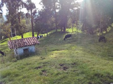 Venta finca vereda Santa Bárbara San Pedro