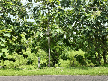 Tanah 1000m2 Hanya 500m Dari Kampus UNY Gunung Kidul