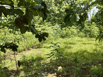 Tanah 1000m2 Hanya 500m Dari Kampus UNY Gunung Kidul