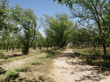 RANCHO CON NOGALES EN VENTA EN CONCORDIA, LA ROSITA, COAHUILA