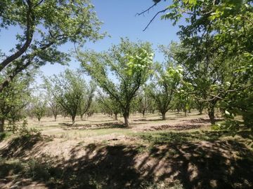RANCHO CON NOGALES EN VENTA EN CONCORDIA, LA ROSITA, COAHUILA