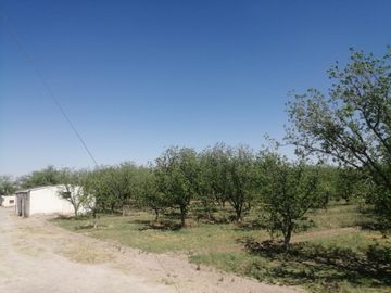 RANCHO CON NOGALES EN VENTA EN CONCORDIA, LA ROSITA, COAHUILA