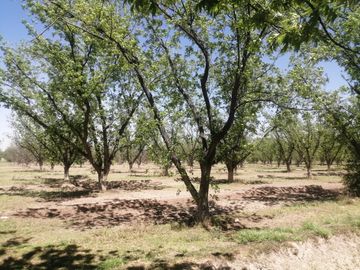 RANCHO CON NOGALES EN VENTA EN CONCORDIA, LA ROSITA, COAHUILA