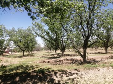 RANCHO CON NOGALES EN VENTA EN CONCORDIA, LA ROSITA, COAHUILA