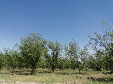 RANCHO CON NOGALES EN VENTA EN CONCORDIA, LA ROSITA, COAHUILA