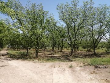 RANCHO CON NOGALES EN VENTA EN CONCORDIA, LA ROSITA, COAHUILA