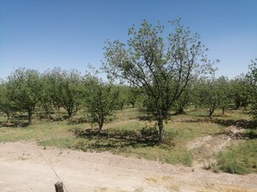 RANCHO CON NOGALES EN VENTA EN CONCORDIA, LA ROSITA, COAHUILA