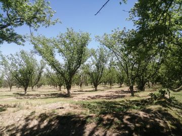 RANCHO CON NOGALES EN VENTA EN CONCORDIA, LA ROSITA, COAHUILA