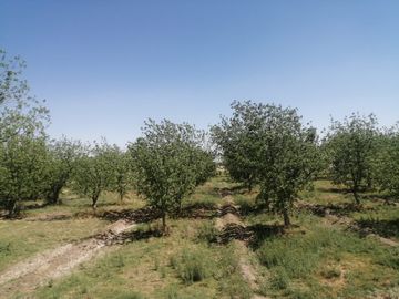 RANCHO CON NOGALES EN VENTA EN CONCORDIA, LA ROSITA, COAHUILA