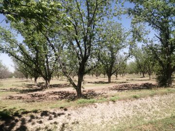 RANCHO CON NOGALES EN VENTA EN CONCORDIA, LA ROSITA, COAHUILA