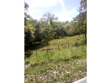 VENDO 96 HECTAREAS IDEAL PARA LA GANADERIA EN PONUGA