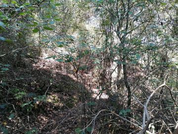 CASA EN VENTA CON 58,186 M2 DE TERRENO, ESPECIAL PARA TI QUE ESTÁS BUSCANDO INVERTIR UBICADO EN SANTA ANA MUNICIPIO DE SAN JOAQUÍN, QUERÉTARO.