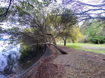 Terreno borde Lago Ranco
