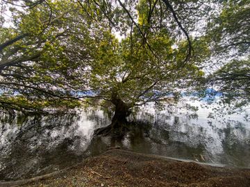 Terreno borde Lago Ranco