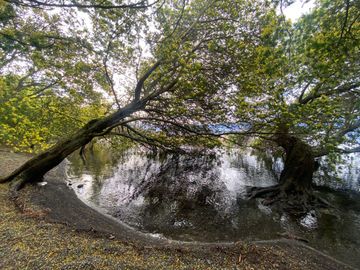 Terreno borde Lago Ranco
