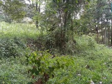 Tanah di Subang Jawa Barat lokasi strategis bebas banjir ada sumber air