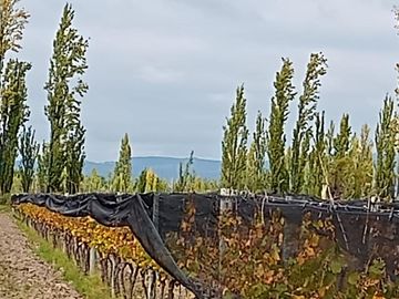 Venta - Finca - Las Paredes, San Rafael