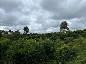 FINCA SEMBRADA CON 1700 RBOLES DE AGUACATE