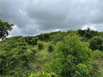 FINCA SEMBRADA CON 1700 RBOLES DE AGUACATE