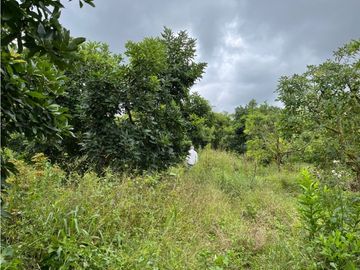 FINCA SEMBRADA CON 1700 RBOLES DE AGUACATE