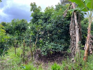 FINCA SEMBRADA CON 1700 RBOLES DE AGUACATE