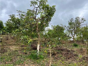 FINCA SEMBRADA CON 1700 RBOLES DE AGUACATE