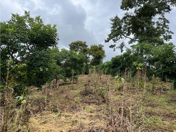 FINCA SEMBRADA CON 1700 RBOLES DE AGUACATE