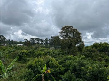 FINCA SEMBRADA CON 1700 RBOLES DE AGUACATE