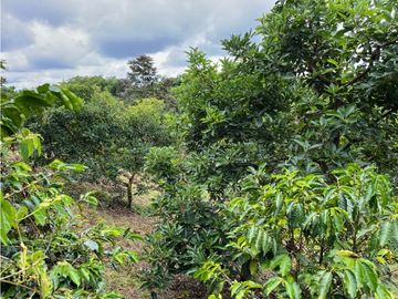 FINCA SEMBRADA CON 1700 RBOLES DE AGUACATE