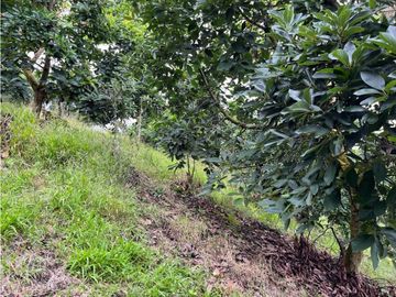FINCA SEMBRADA CON 1700 RBOLES DE AGUACATE