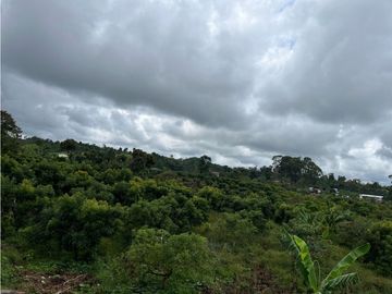 FINCA SEMBRADA CON 1700 RBOLES DE AGUACATE