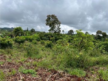 FINCA SEMBRADA CON 1700 RBOLES DE AGUACATE