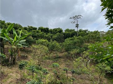 FINCA SEMBRADA CON 1700 RBOLES DE AGUACATE