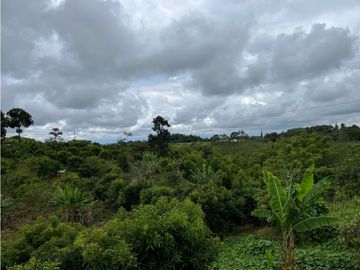 FINCA SEMBRADA CON 1700 RBOLES DE AGUACATE