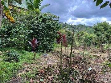 FINCA SEMBRADA CON 1700 RBOLES DE AGUACATE