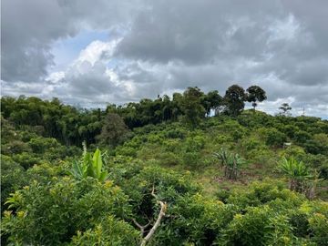 FINCA SEMBRADA CON 1700 RBOLES DE AGUACATE