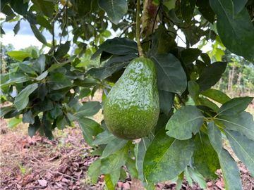 FINCA SEMBRADA CON 1700 RBOLES DE AGUACATE