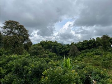 FINCA SEMBRADA CON 1700 RBOLES DE AGUACATE
