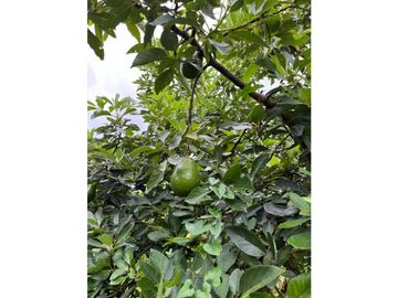 FINCA SEMBRADA CON 1700 RBOLES DE AGUACATE