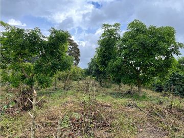 FINCA SEMBRADA CON 1700 RBOLES DE AGUACATE