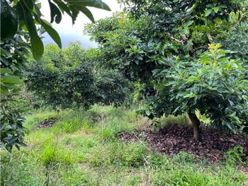 FINCA SEMBRADA CON 1700 RBOLES DE AGUACATE