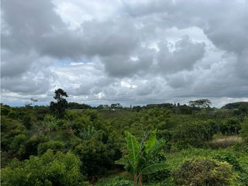 FINCA SEMBRADA CON 1700 RBOLES DE AGUACATE