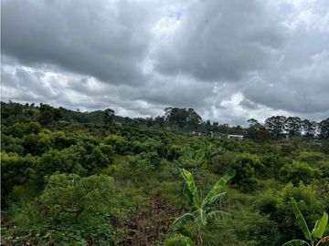 FINCA SEMBRADA CON 1700 RBOLES DE AGUACATE