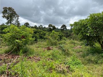 FINCA SEMBRADA CON 1700 RBOLES DE AGUACATE