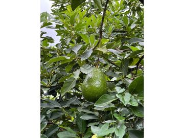 FINCA SEMBRADA CON 1700 RBOLES DE AGUACATE