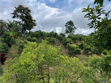 FINCA SEMBRADA CON 1700 RBOLES DE AGUACATE