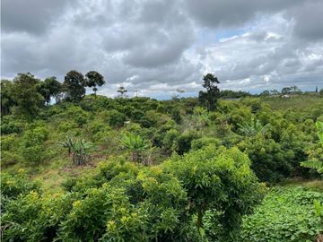 FINCA SEMBRADA CON 1700 RBOLES DE AGUACATE