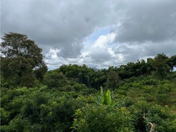 FINCA SEMBRADA CON 1700 RBOLES DE AGUACATE